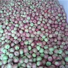 供应出口级光果小富士苹果