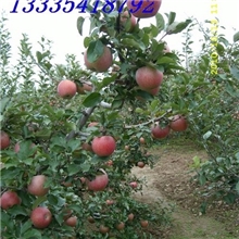 【店主推荐】供应优质秦冠苹果