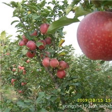 供应陕西高山秦冠苹果