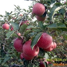 供应秦冠苹果(图)