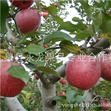供应陕西红秦冠苹果