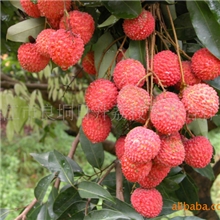 优质广良牌桂味荔枝荔枝水果荔枝出口