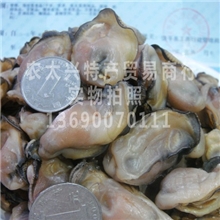 供应优质牡蛎干海鲜干货特产海蛎干蚝干牡蛎干批发直销