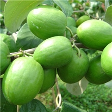 供应青枣种子台湾青枣种子砧木种子