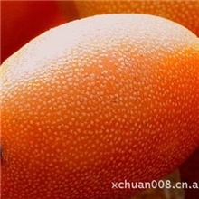 供应甜羊奶果苗甜牛奶果苗