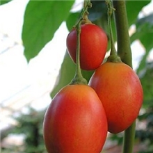 供应大树番茄种子，多年生番茄，CyphomandrabataceaSendtseed