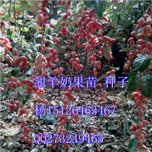 供应甜羊奶果水果3月上市4.20月