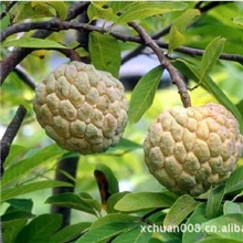 供应番荔枝种子凤梨释迦产地直销seeds珍贵水果种子