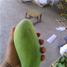 供应芒果水果水果水果/吕宋芒果水果/大吕宋6-7月