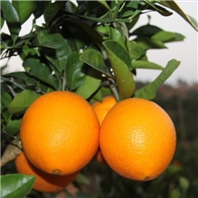 【产地直销】脐橙江西赣州正宗赣南脐橙江西脐橙