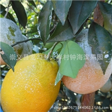 批发供应天然新鲜赣南脐橙新鲜甜橙赣南脐橙欢迎订购
