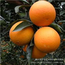 【水果批发】箱装脐橙馈赠客户回馈亲友员工福利最佳选择