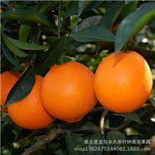 2013新鲜脐橙预定中正宗赣南脐橙不打蜡不催熟可批发团购