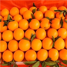赣南绿色无公害脐橙