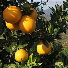 【产地直销】脐橙赣南新鲜甜脐橙子正宗赣南脐橙团购