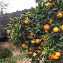 预定脐橙自然成熟赣南脐橙新鲜水果橙子【产地直销】