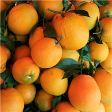 【产地直销】赣南脐橙橙子预订赣南脐橙新鲜水果质量保证