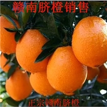 正宗赣南脐橙