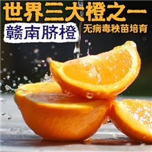 新鲜红土地上的赣南脐橙预售中