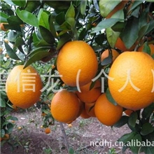 被子植物门脐橙