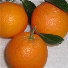 新鲜赣南脐橙基地直供、团购批发、送朋友送客户最佳礼品