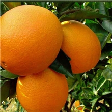 江西赣南脐橙批发基地橙子批发纯天然绿色食品新鲜橙子