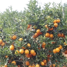 预定橙子新鲜水果江西赣州赣南特级脐橙欢迎预定三天深圳有货