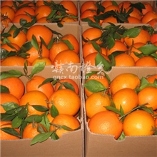 预定橙子新鲜水果江西赣州赣南特级脐橙现采现卖火热预定订金