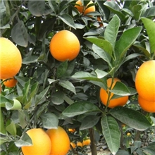 脐橙批发赣南脐橙甜甜甜不打蜡纯天然甜橙