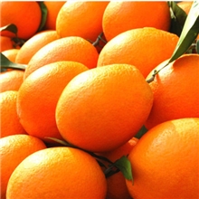 新鲜水果赣南特级精品脐橙赣南脐橙南塘现采现卖正式发售