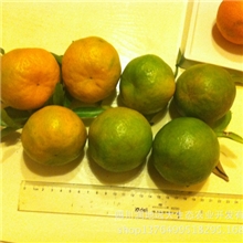 椪柑芦柑产地水果橘子Ponkan新品