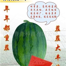 供应高抗重茬西瓜种子-鲁青高抗三号