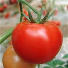供应红色大番茄-思瑞特