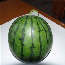 供应西瓜种子-欣优一号