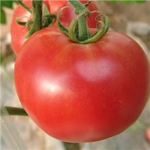 供应粉色大番茄/玛丽莎