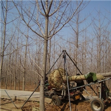供应银杏树