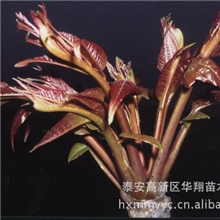 供应香椿苗泰山红香椿荒山绿化