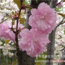 山东泰安长期供应优质绿化苗樱花