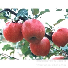 厂家热销山东高品质苹果苗原生苗