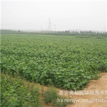 厂家专业出售多种品种的优质葡萄苗