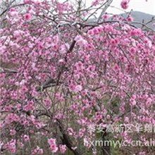 榆叶梅绿化苗木长期出售