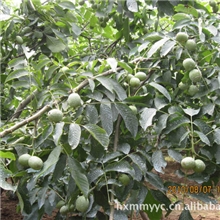 精品推荐优质核桃苗绿化果树苗