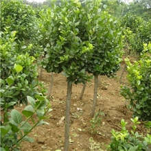 供应绿化乔木速生法桐绿化苗木