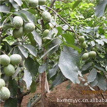 大量供应香玲、清香、泰山薄壳、风辉核桃苗