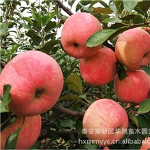 供应优质苹果苗、红富士苹果苗、苹果苗价格优惠