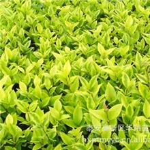 大量出售多种规格的金叶女贞