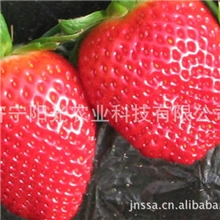 专业供应新优质出口草莓拉松品种