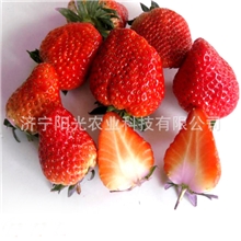 专业供应新鲜优质出口级别草莓欢迎来电咨询