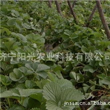 100万草莓苗求售