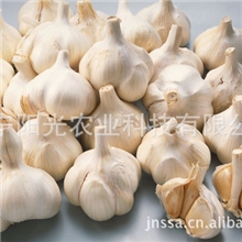 专业供应优质大蒜